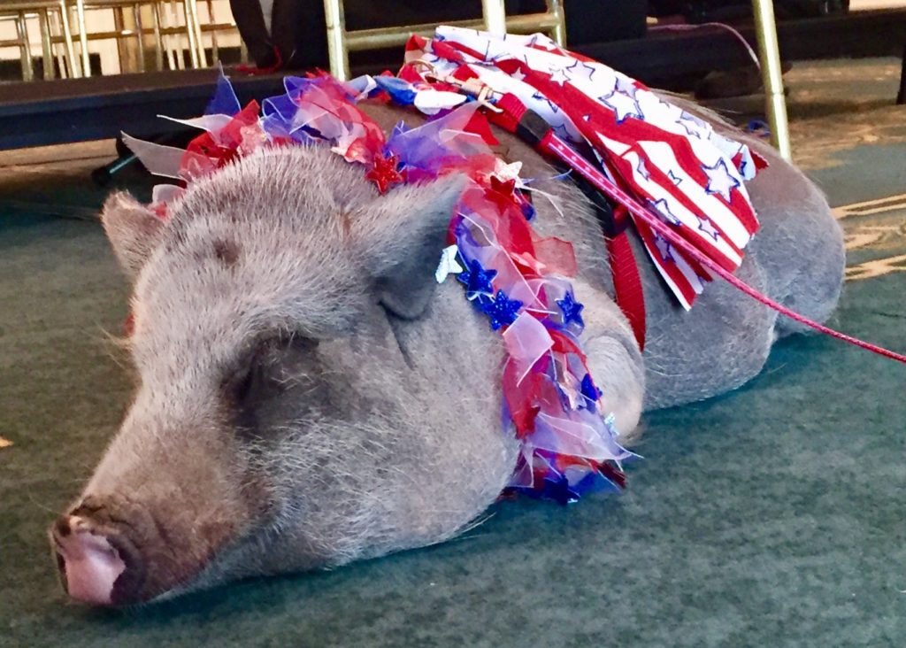 Congressional ‘Pig Book’ finds 6.8 billion in porkbarrel spending